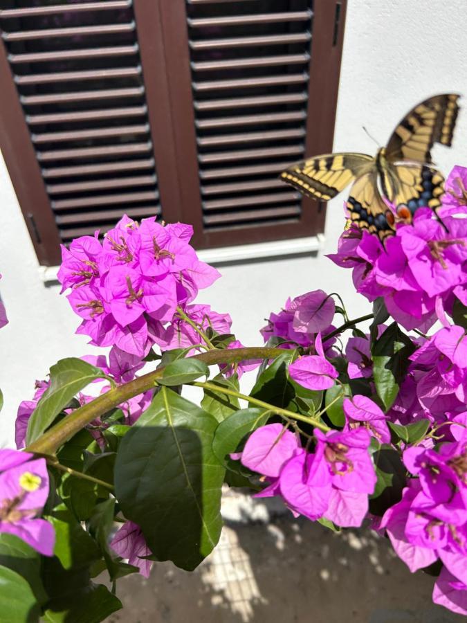 Garden Apartment Dina With Free Parking スプリト エクステリア 写真